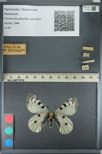 Media type: image;   Entomology 174334